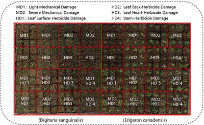 Monitoring weed mechanical and chemical damage stress based on chlorophyll fluorescence imaging